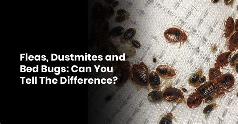 Fleas, Dust mites And Bed Bugs: Can You Tell The Difference?