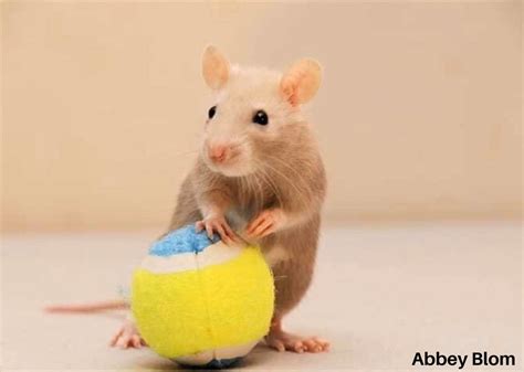 8 Rat Toys Under $10 - The Rat Place