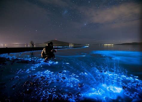 Bioluminescence: 'sea sparkles' light Tassie waters - Australian Geographic