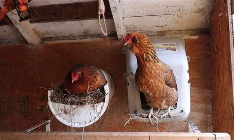 Chicken Roosts: Why It's Important to Your Hens