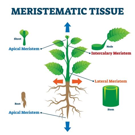 18 Apical Meristem Diagram Images, Stock Photos, 3D objects, & Vectors ...