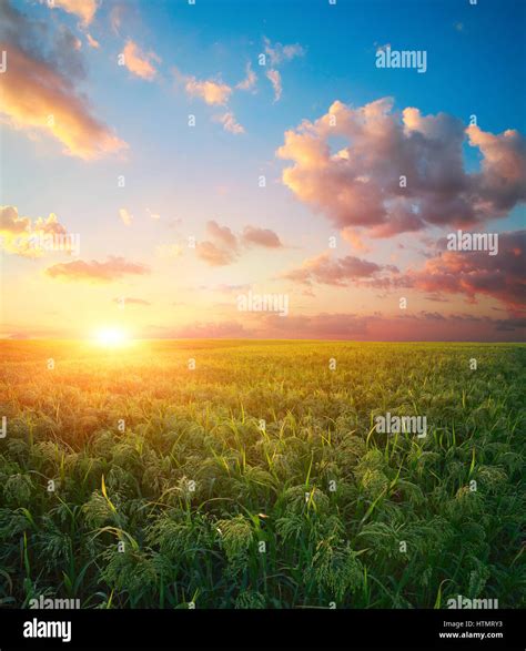 Millet field (sorghum), green field, agriculture landscape, field of ...