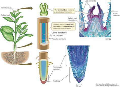 Apical Meristem Cross Section | www.pixshark.com - Images Galleries ...