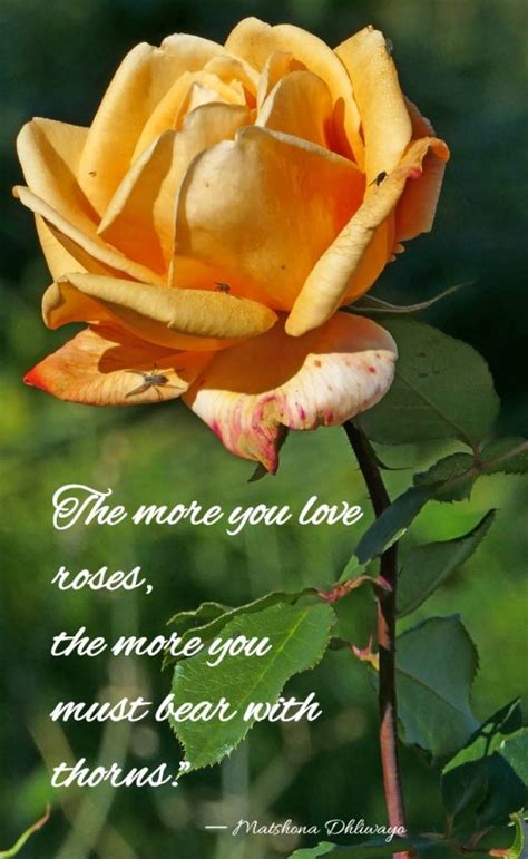 Romantic Rose Quotes - 20 Best Rose Love Quotes with Images