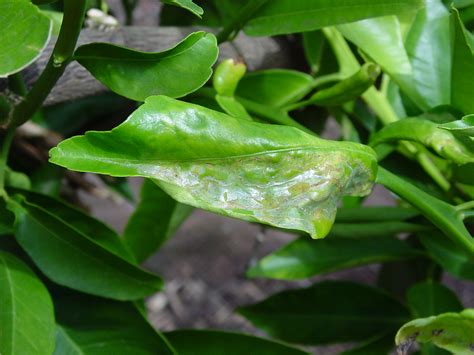 14+ Lemon Tree Diseases And Pests Pictures Pics - Paul B. Wagaman