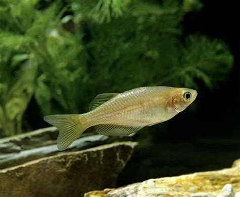 Pearl Danio Fish Species Profile