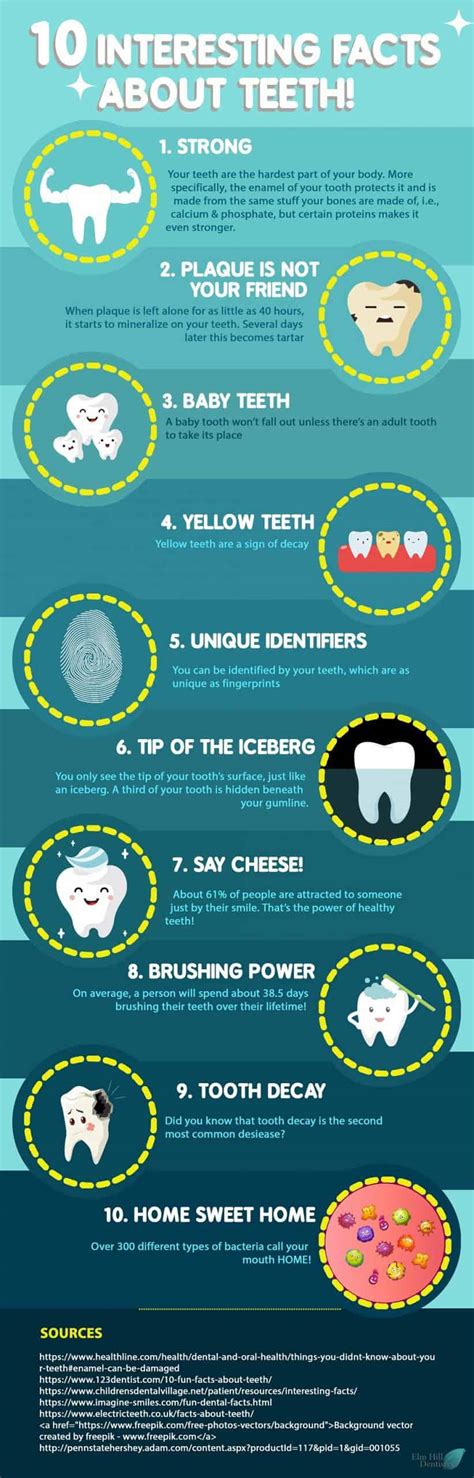 10 Interesting Facts About Teeth + Infographic | Elm Hill Dentistry