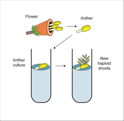 Tissue Culture Types, Anther Culture