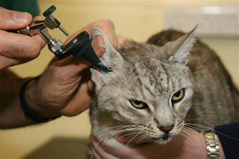 Veterinary Treatment For Ear Mites In Cats