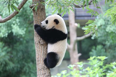 Giant Panda Bao Bao Moving to China Next Year | Smithsonian's National ...