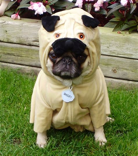 Pug Costume - Pug Love Photos Of Pugs Photo (33608228) - Fanpop