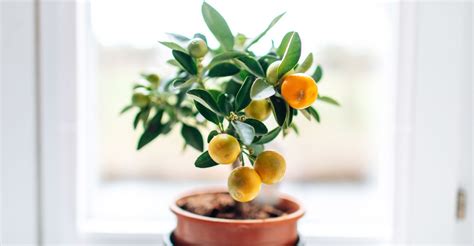 Indoor fruit trees - 9 varieties that yield tasty crops | Livingetc