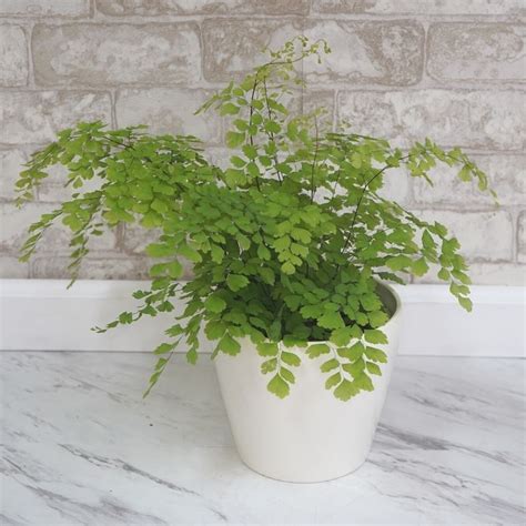 Get Maidenhair Fern, Assorted Sizes in MI at English Gardens Nurseries ...