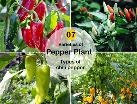 Varieties of Pepper Plant for your Kitchen-garden | Types of chili ...