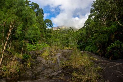 Hiking on the Mayon Volcano Stock Image - Image of paddy, lava: 154630813