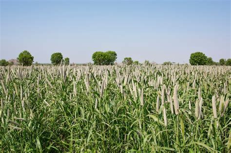 Millet Field Images | Free Vectors, Stock Photos & PSD