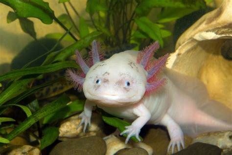 17 Astonishing Axolotl (Mexican Walking Fish) Facts - Fact Animal