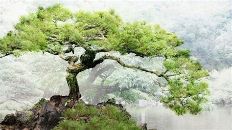 Bonsai Wallpaper (68+ images)