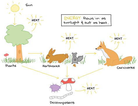 Ecosystem Drawing With Labels at PaintingValley.com | Explore ...