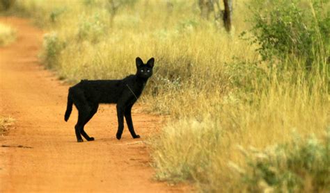 A Melanistic Serval Cat in Kenya - Observation of the Week, 11/17/18 ...