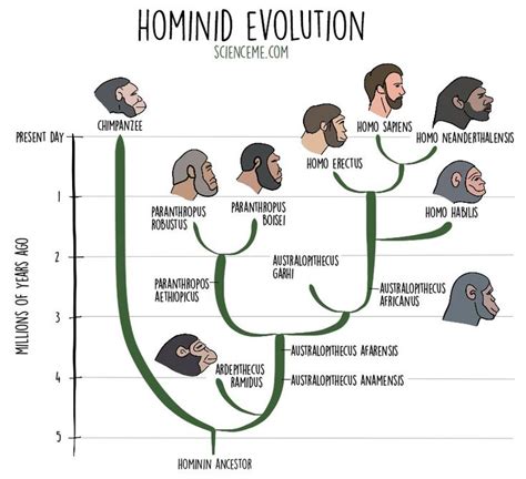 Hominid Timeline (Human Evolution) | Human evolution, Hominid, Evolution