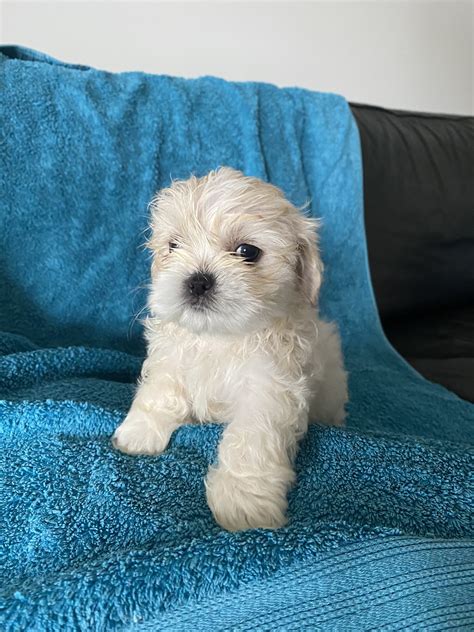 Shih Tzu Maltese Cross Puppies