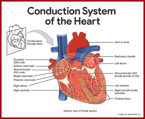 Explain Cardiovascular System With Diagram Cardiovascular Sy