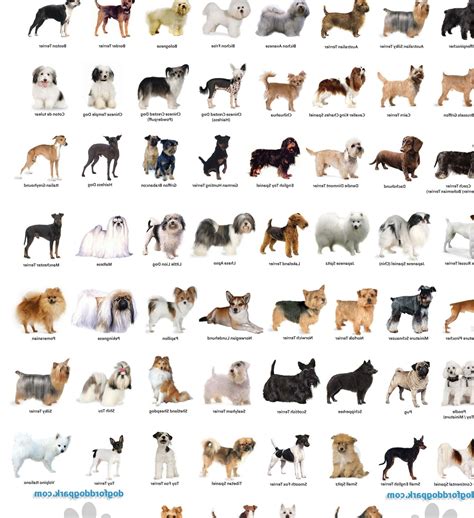 Small Dog Breeds Dog Breeds In Alphabetical Order Names Of Dog Breeds ...