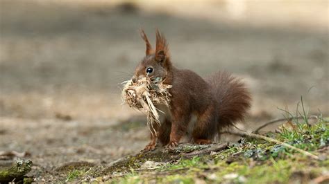 Squirrel Nests: How Do They Build Them? - Woodland Trust