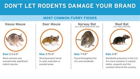 Commercial Rodent Elimination | Ecolab