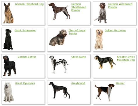 dog breeds ~ Dog