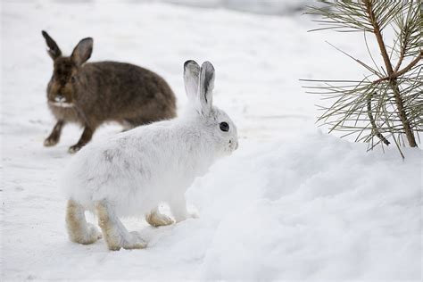 UM-led researchers: Can brown hares 'rescue' white hares from climate ...