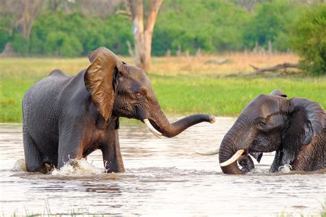 Two African Elephants Play In River • Wildlife Photography Prints