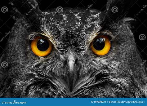 Black and White Portrait Owl with Big Yellow Eyes Stock Image - Image ...