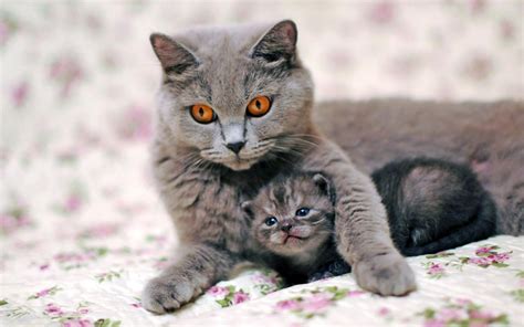 Mom Cats And Their Beautiful Kittens - 10 Adorable Photos