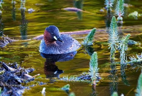 Premium Photo | Little grebe