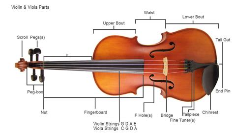 Parts of the Violin/Viola - Musical Instrument Hire Co