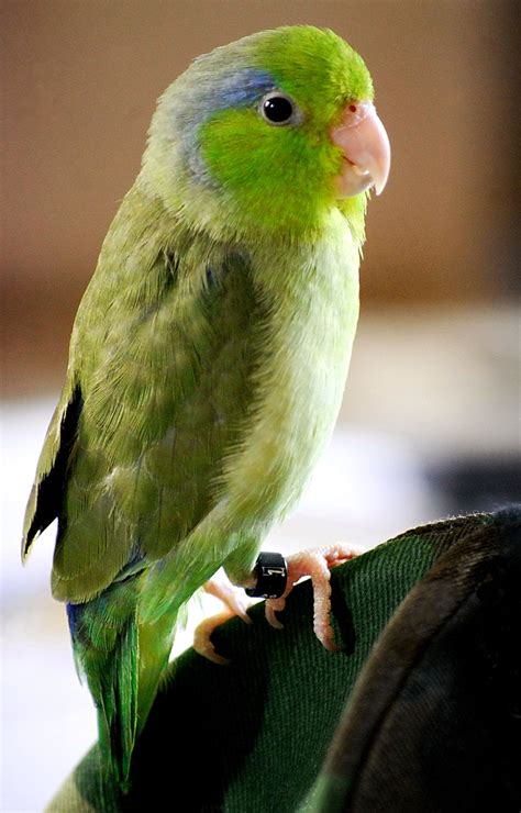 Pacific Parrotlet