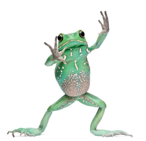 Top 60 Frog Front View Stock Photos, Pictures, and Images - iStock