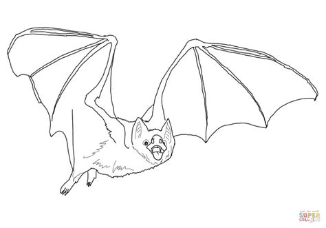 Common Vampire Bat coloring page | Free Printable Coloring Pages