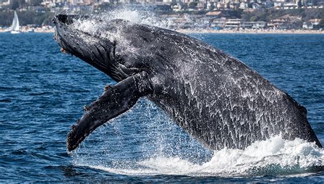 Gray Whale Migration-$16 Whale Watch | Visit Newport Beach