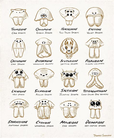 The different types of spider eye arrangements : r/spiders