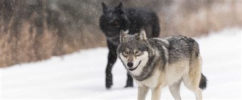 See wolves on a wildlife tour in Banff National Park | Discover Banff Tours