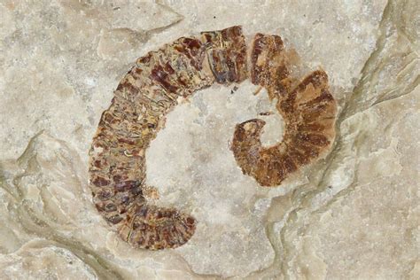 Worm Fossils For Sale - FossilEra.com