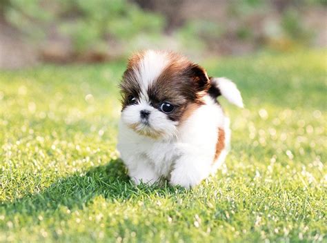 Shih Tzu Puppies Colorado For Sale