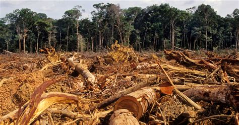 Wondering Why Deforestation Is a Problem? Here Are the Facts