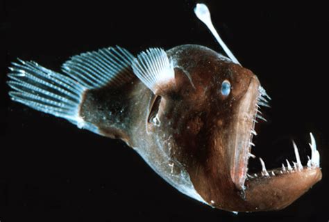 The Deep Sea Anglerfish - Bioluminescence