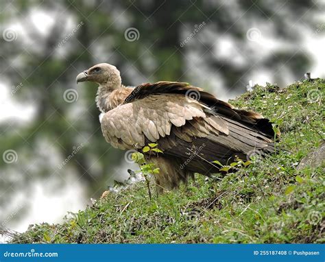 Himalayan Griffon in Natural Habitat Stock Photo - Image of nature ...