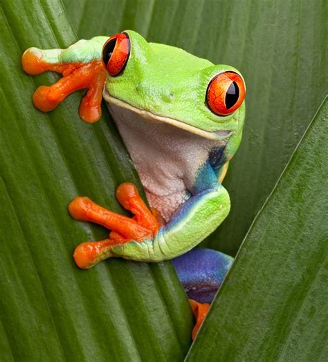 Tree Frog Facts For Kids : Red Eyed Tree Frog Facts For Kids ...