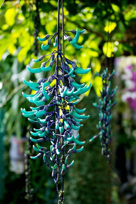 Jade Vine l A Remarkably Powerful and Beautiful Tropical Vine